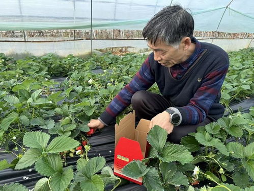 佛坪“綠卡”賦能農產品，初級產品勇闖大市場
